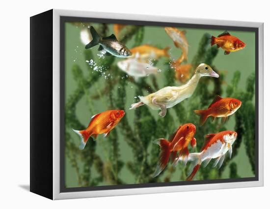 Duckling Swims Underwater Among Goldfish-Jane Burton-Framed Premier Image Canvas