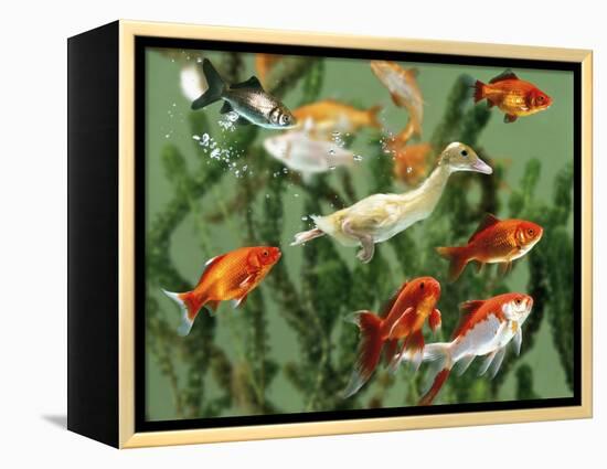 Duckling Swims Underwater Among Goldfish-Jane Burton-Framed Premier Image Canvas