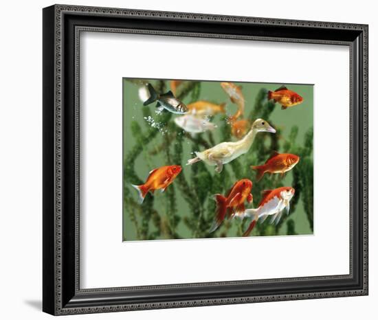 Duckling Swims Underwater Among Goldfish-Jane Burton-Framed Premium Photographic Print