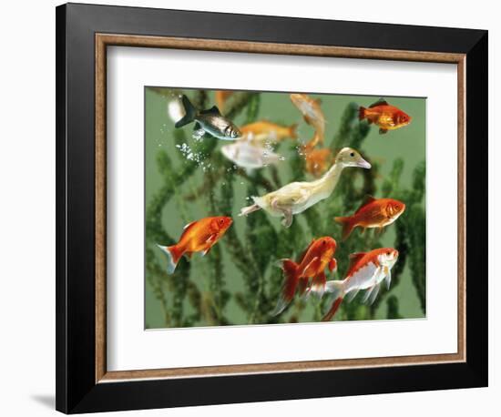 Duckling Swims Underwater Among Goldfish-Jane Burton-Framed Premium Photographic Print