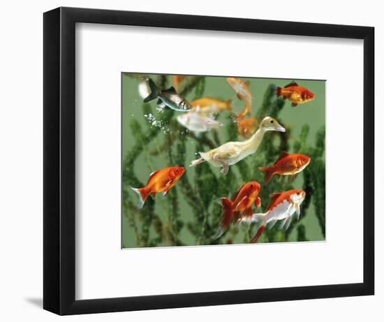 Duckling Swims Underwater Among Goldfish-Jane Burton-Framed Premium Photographic Print