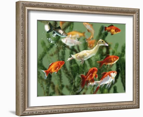 Duckling Swims Underwater Among Goldfish-Jane Burton-Framed Premium Photographic Print