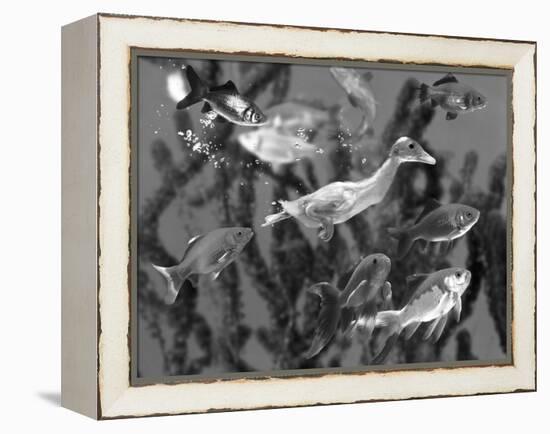 Duckling Swims Underwater Among Goldfish-Jane Burton-Framed Premier Image Canvas
