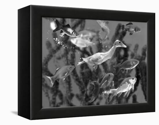 Duckling Swims Underwater Among Goldfish-Jane Burton-Framed Premier Image Canvas