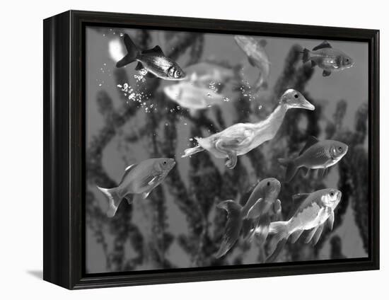 Duckling Swims Underwater Among Goldfish-Jane Burton-Framed Premier Image Canvas