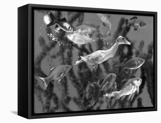 Duckling Swims Underwater Among Goldfish-Jane Burton-Framed Premier Image Canvas