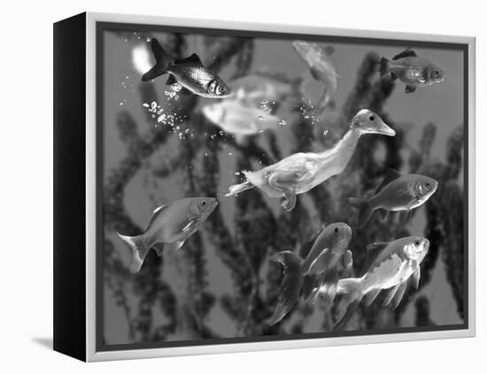 Duckling Swims Underwater Among Goldfish-Jane Burton-Framed Premier Image Canvas