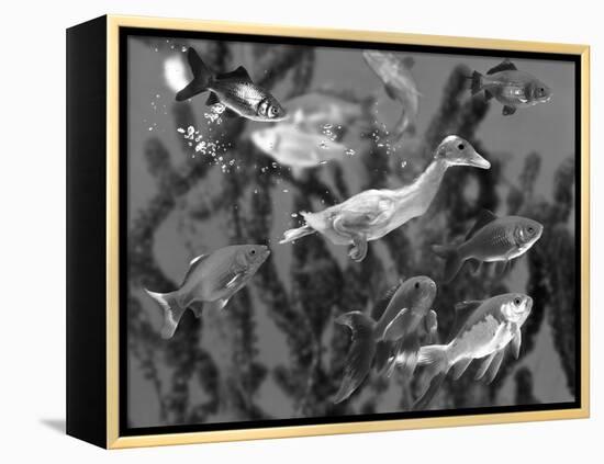 Duckling Swims Underwater Among Goldfish-Jane Burton-Framed Premier Image Canvas