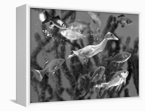 Duckling Swims Underwater Among Goldfish-Jane Burton-Framed Premier Image Canvas