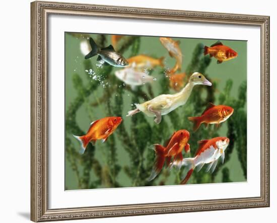 Duckling Swims Underwater Among Goldfish-Jane Burton-Framed Photographic Print