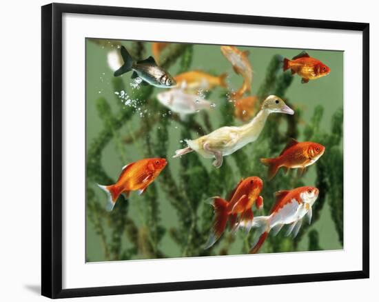 Duckling Swims Underwater Among Goldfish-Jane Burton-Framed Photographic Print