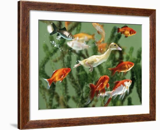 Duckling Swims Underwater Among Goldfish-Jane Burton-Framed Photographic Print