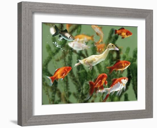 Duckling Swims Underwater Among Goldfish-Jane Burton-Framed Photographic Print