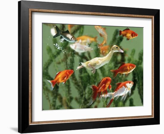 Duckling Swims Underwater Among Goldfish-Jane Burton-Framed Photographic Print