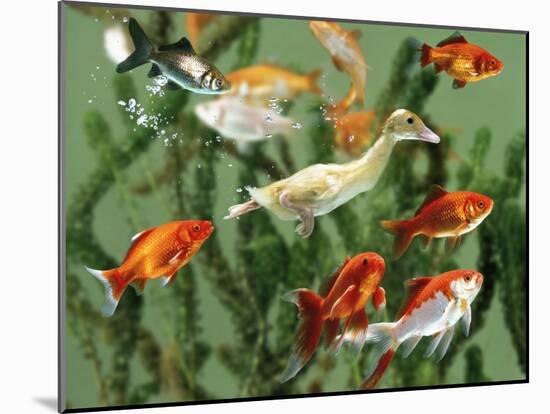 Duckling Swims Underwater Among Goldfish-Jane Burton-Mounted Photographic Print