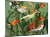 Duckling Swims Underwater Among Goldfish-Jane Burton-Mounted Photographic Print