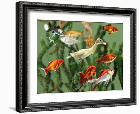 Duckling Swims Underwater Among Goldfish-Jane Burton-Framed Photographic Print