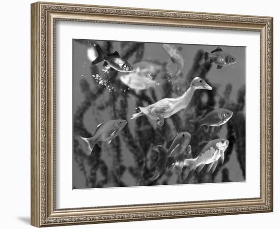 Duckling Swims Underwater Among Goldfish-Jane Burton-Framed Photographic Print