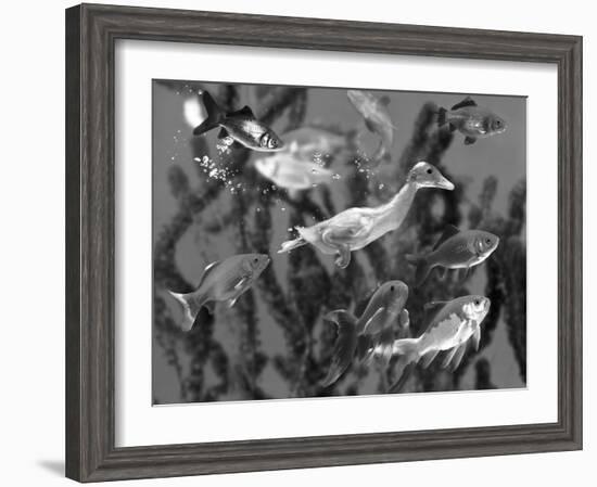 Duckling Swims Underwater Among Goldfish-Jane Burton-Framed Photographic Print