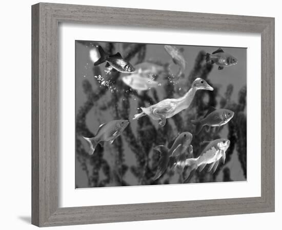 Duckling Swims Underwater Among Goldfish-Jane Burton-Framed Photographic Print