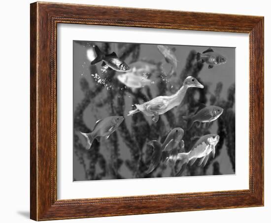 Duckling Swims Underwater Among Goldfish-Jane Burton-Framed Photographic Print