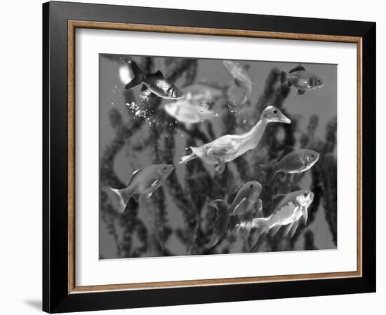 Duckling Swims Underwater Among Goldfish-Jane Burton-Framed Photographic Print