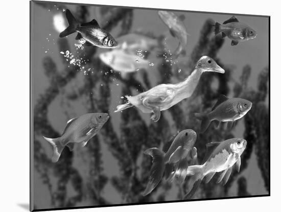 Duckling Swims Underwater Among Goldfish-Jane Burton-Mounted Photographic Print