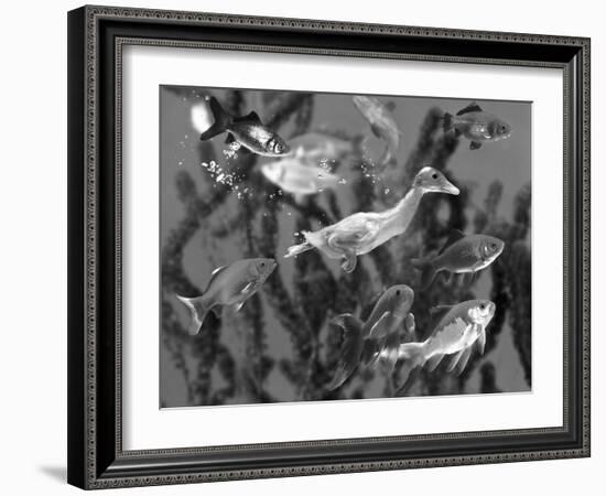 Duckling Swims Underwater Among Goldfish-Jane Burton-Framed Photographic Print