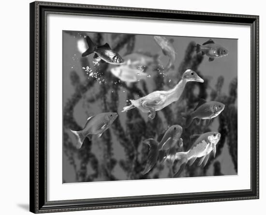 Duckling Swims Underwater Among Goldfish-Jane Burton-Framed Photographic Print