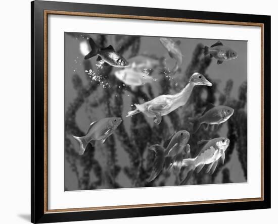 Duckling Swims Underwater Among Goldfish-Jane Burton-Framed Photographic Print