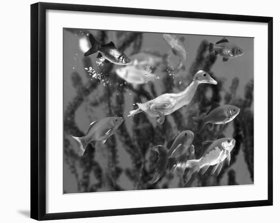 Duckling Swims Underwater Among Goldfish-Jane Burton-Framed Photographic Print