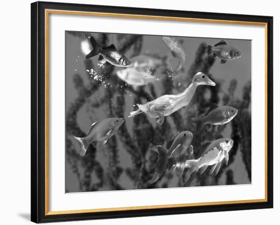 Duckling Swims Underwater Among Goldfish-Jane Burton-Framed Photographic Print