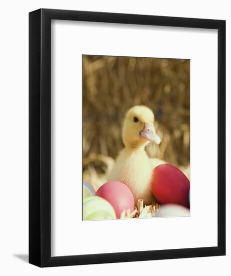 Duckling with Easter Eggs-Ada Summer-Framed Photographic Print