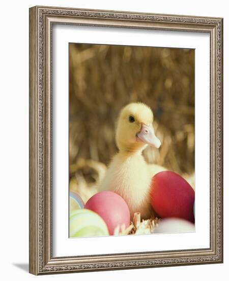 Duckling with Easter Eggs-Ada Summer-Framed Photographic Print