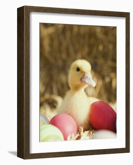 Duckling with Easter Eggs-Ada Summer-Framed Photographic Print