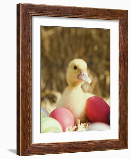 Duckling with Easter Eggs-Ada Summer-Framed Photographic Print