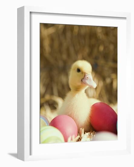Duckling with Easter Eggs-Ada Summer-Framed Photographic Print