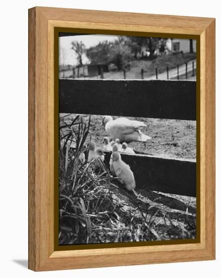 Ducklings Living on a Farm-Ed Clark-Framed Premier Image Canvas