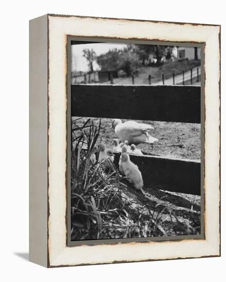 Ducklings Living on a Farm-Ed Clark-Framed Premier Image Canvas