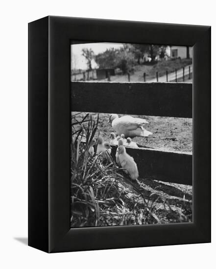 Ducklings Living on a Farm-Ed Clark-Framed Premier Image Canvas