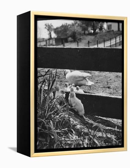 Ducklings Living on a Farm-Ed Clark-Framed Premier Image Canvas