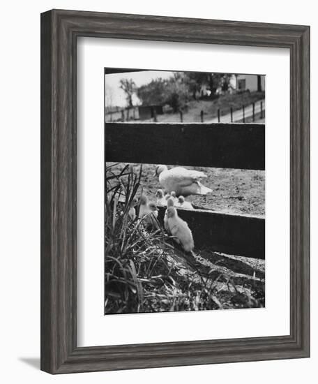 Ducklings Living on a Farm-Ed Clark-Framed Photographic Print