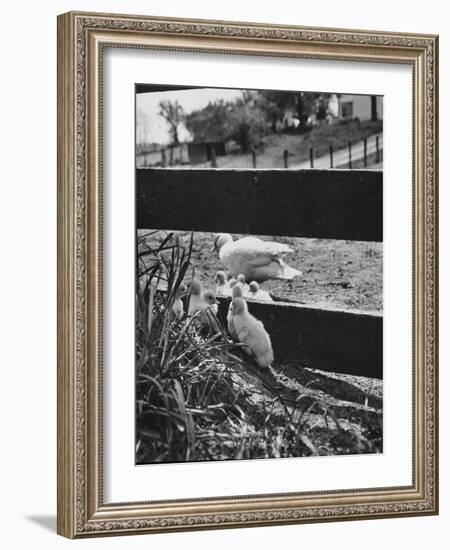 Ducklings Living on a Farm-Ed Clark-Framed Photographic Print