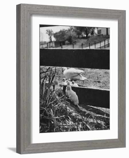 Ducklings Living on a Farm-Ed Clark-Framed Photographic Print