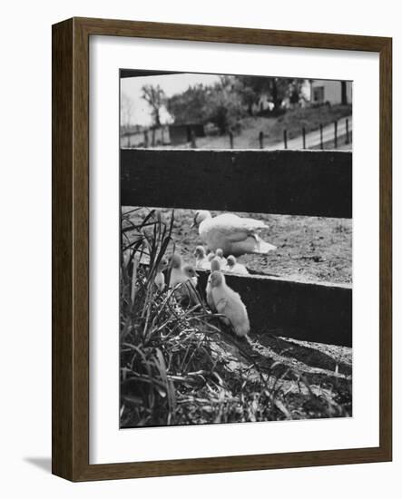 Ducklings Living on a Farm-Ed Clark-Framed Photographic Print