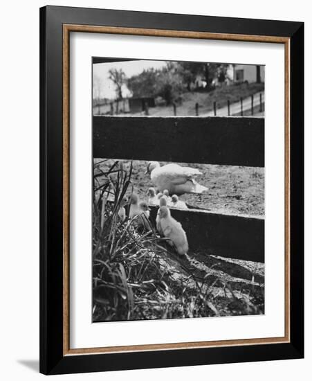 Ducklings Living on a Farm-Ed Clark-Framed Photographic Print