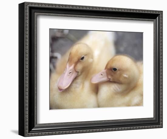 Ducklings-Aso Fujita-Framed Photographic Print