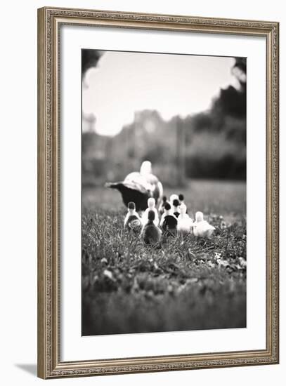 Ducklings-Kelly Poynter-Framed Photo