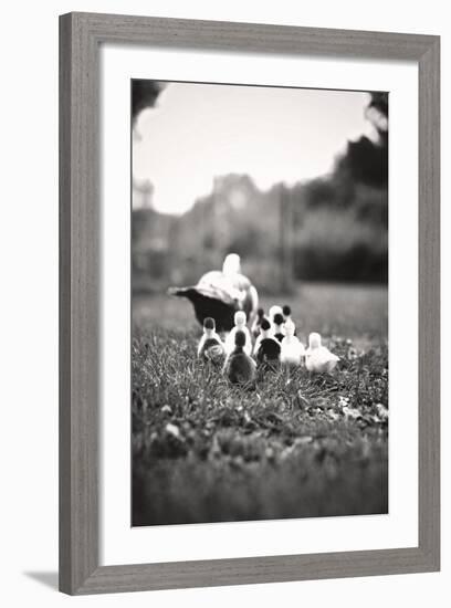 Ducklings-Kelly Poynter-Framed Photo