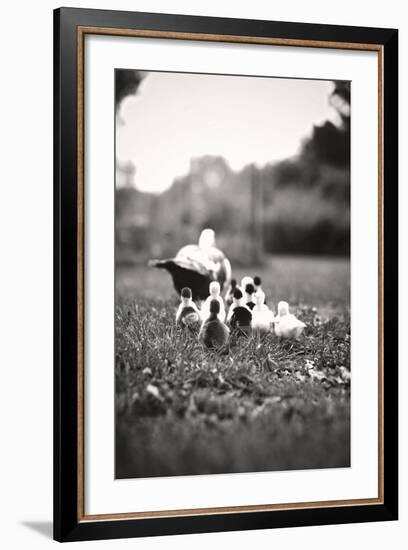 Ducklings-Kelly Poynter-Framed Photo